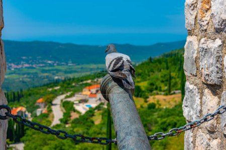 paloma en un cañón en la fortaleza sokol en Croacia