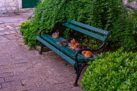 Cats on a bench in Kotor, Montenegro
