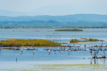 Photo for Group of flamingos at Ulcinj salines in Montenegro - Royalty Free Image