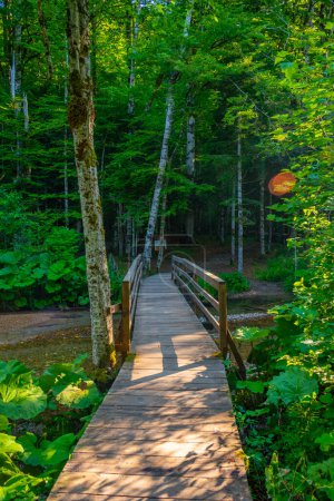 Promenade en bois au parc national Biogradska Gora au Monténégro