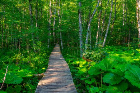 Téléchargez les photos : Promenade en bois au parc national Biogradska Gora au Monténégro - en image libre de droit