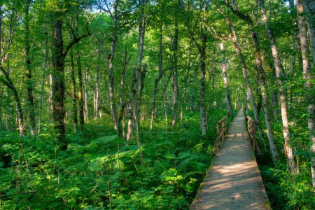 Paseo en plancha de madera en el parque nacional Biogradska Gora en Montenegro