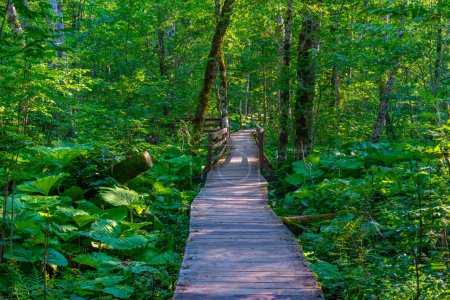 Promenade en bois au parc national Biogradska Gora au Monténégro