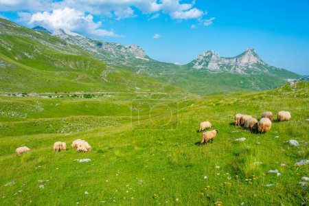 Sheep grazing at Durmitor national park in Montenegro
