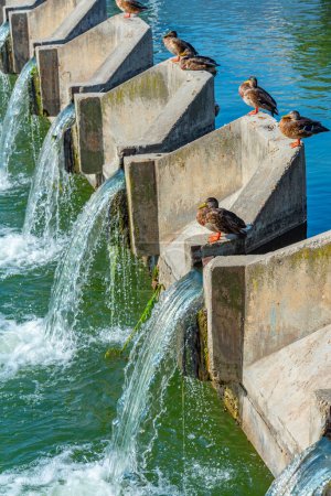 Enten sitzen auf einem Überlauf im Dambovita Fluss in Bukarest, Rumänien