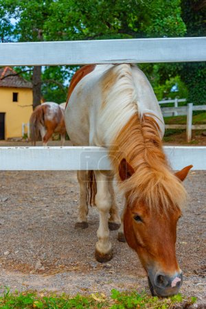 Foal de caballos de Lipizzan en el pueblo esloveno de Lipica