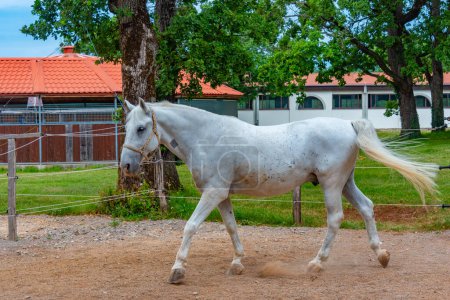 Famous Lipizzan horses in Slovenian village Lipica