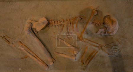Photo for Lepenski Vir, Serbia, July 26, 2023: Skeleton at Lepenski Vir museum in Serbia - Royalty Free Image
