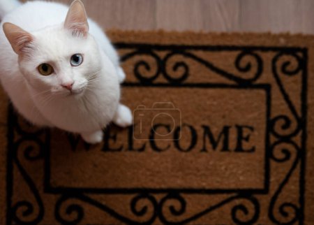 Foto de Gato blanco con ojos bicolor en la alfombra de entrada - Imagen libre de derechos
