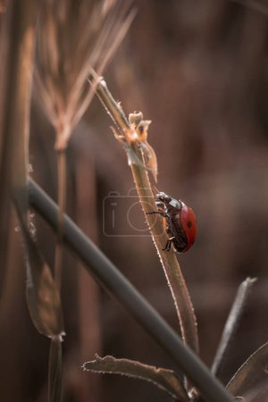 Red ladybug on the grass, abstract colors
