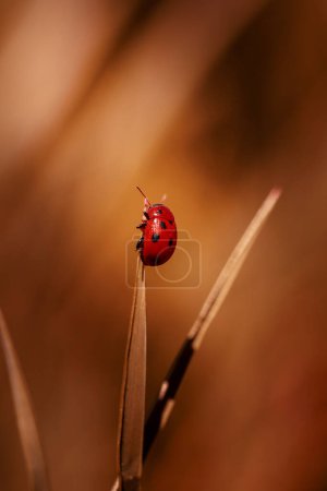 Téléchargez les photos : Coccinelle rouge sur l'herbe, couleurs abstraites - en image libre de droit