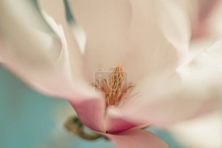 Magnolia rose fleurs sur fond bleu ciel, tonique rétro. fleurs roses baignant dans le soleil. magnolia fleurs branche sur un fond bleu ciel. magnolia en fleurs
