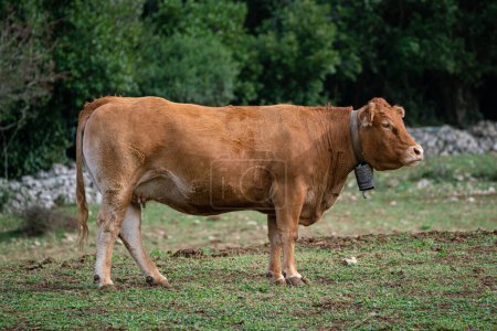 Foto de Pastoreo de vacas en una granja, España. - Imagen libre de derechos
