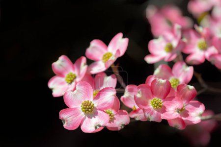 Horizontal shot of pink dogwoods on a black background with copy space.