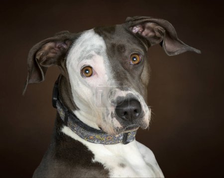 Gros plan horizontal de la face bicolore d'un beau chien adulte de race mixte sur fond brun à un léger angle