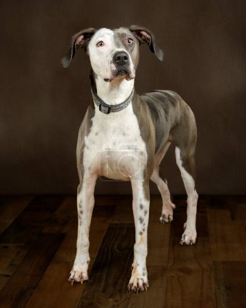 Vertical shot of a beautiful mixed breed adult dog with a two tone face.
