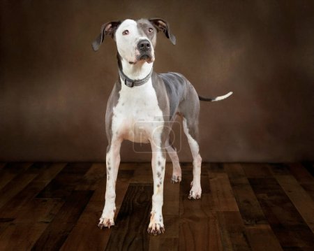 Horizontal shot of a beautiful mixed breed adult dog with a two tone face