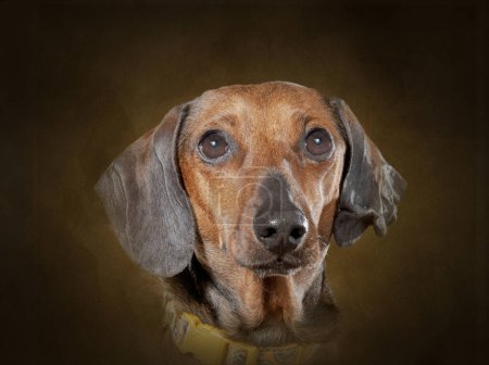 Horizontal Portrait of a Smooth Red Dachshund