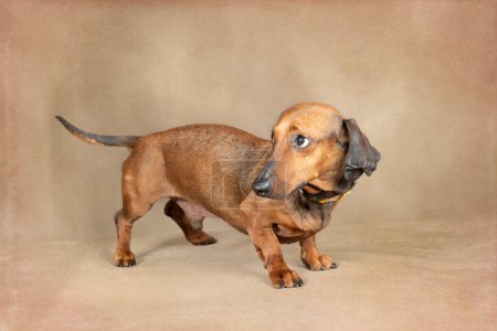 Horizontal shot of a smooth red dachshund looking scared and guilty