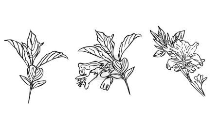 Blumenzeichnung und Skizze mit Linienzeichnung auf weißem Hintergrund.