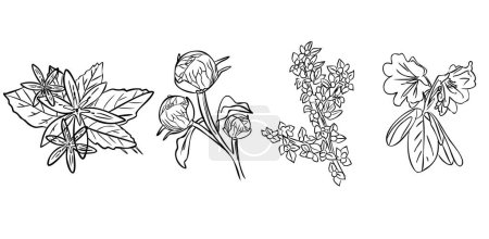 Illustration for Vector Hand Drawn Botanical. Black and white with line art on white backgrounds. - Royalty Free Image