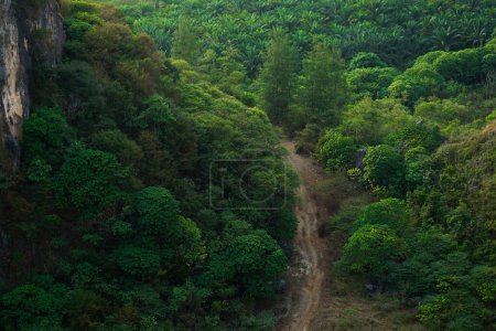 Top view crowded trees grow in the tropical forest with rural road in the middle