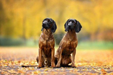 Photo for Two bavarian hound dogs sitting outdoors in the park - Royalty Free Image
