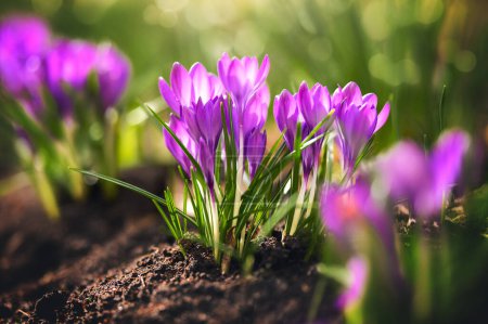 Téléchargez les photos : Gros plan de belles fleurs de crocus au printemps - en image libre de droit