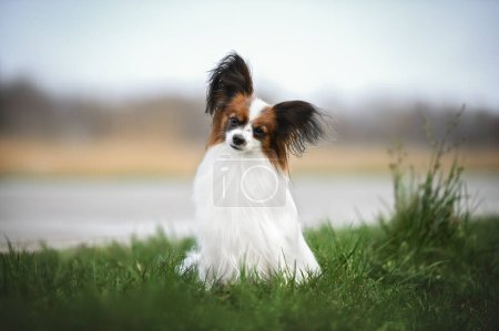 Photo for Beautiful papillon dog sitting outdoors on grass - Royalty Free Image