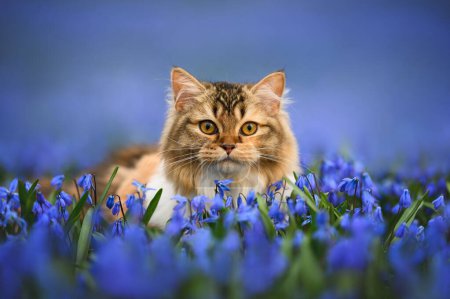 schönes langhaariges gestromtes Katzenporträt auf einem Feld blühender Blumen