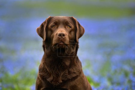 Photo for Chocolate labrador retriever dog portrait outdoors in spring - Royalty Free Image