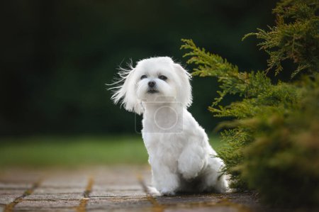 maltese dog posing outdoors in summer