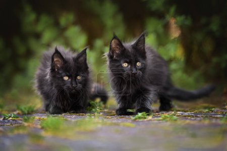 Foto de Dos negro maine coon gatitos posando al aire libre en verano - Imagen libre de derechos
