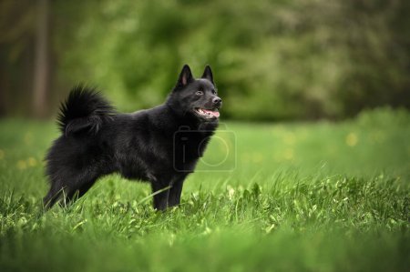 Téléchargez les photos : Heureux chien schipperke debout à l'extérieur sur l'herbe - en image libre de droit