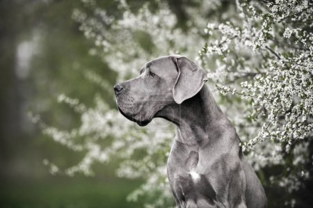 grauer Dänenhund posiert im Frühling an einem blühenden Baum