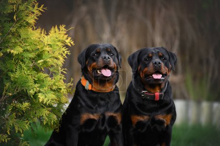 Photo for Two rottweiler dogs portrait outdoors - Royalty Free Image