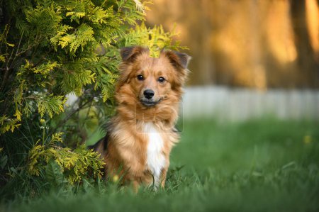 Photo for Red mixed breed dog sitting on grass in summer - Royalty Free Image