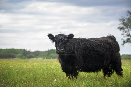Téléchargez les photos : Vache galloway noire sur une prairie en été - en image libre de droit