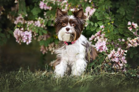 Téléchargez les photos : Mignon biro yorkie chien dans un collier rose posant par un acacia en fleurs - en image libre de droit