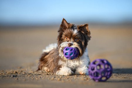 Téléchargez les photos : Mignon petit chien couché sur le sable avec boule de jouet dans la bouche - en image libre de droit