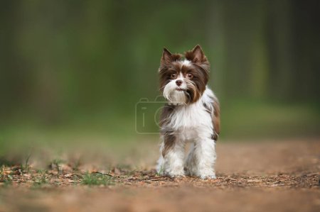 Téléchargez les photos : Beau chien biro york debout à l'extérieur dans la forêt ou le parc - en image libre de droit