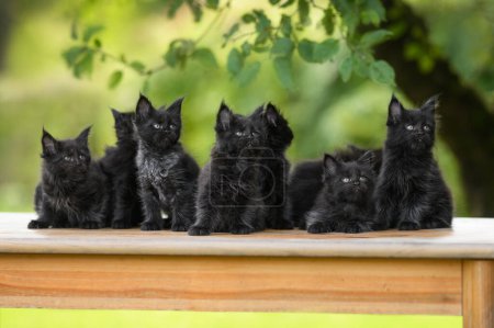 Photo for Group of black maine coon kittens posing together outdoors - Royalty Free Image