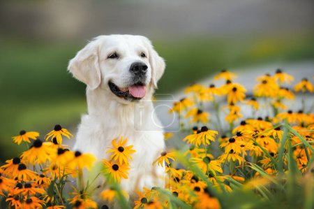 Foto de Retrato de perro golden retriever en el parque con flores naranjas - Imagen libre de derechos