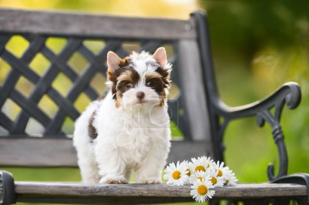 Téléchargez les photos : Mignon biro yorkie chiot posant sur un banc avec des fleurs - en image libre de droit