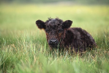 Téléchargez les photos : Adorable veau de vache galloway reposant sur une prairie d'herbe - en image libre de droit