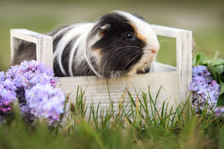 Photo for Guinea pig portrait outdoors in a box with lilac flowers - Royalty Free Image
