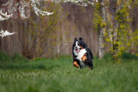 Téléchargez les photos : Drôle chien de montagne bernais courir sur un champ d'herbe verte dans le parc au printemps - en image libre de droit