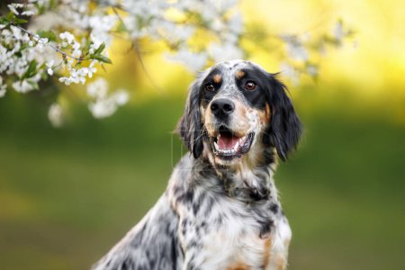 happy english setter dog portrait outdoors in spring with cherry blossom