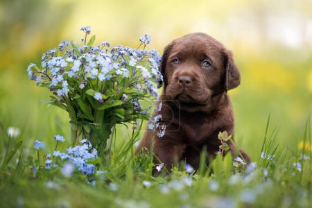 cute chocolate labrador puppy sitting outdoors with a bouquet of forget me not flowers