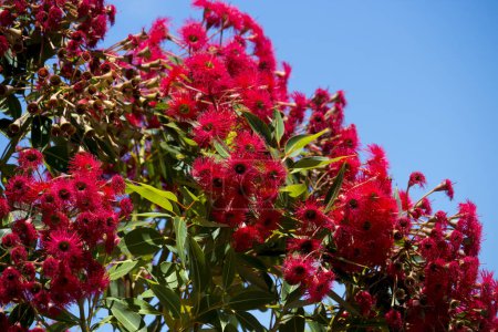 Téléchargez les photos : Superbe et brillante fleur rouge d'Eucalyptus ficifolia ornementale Le chewing-gum écarlate d'Australie occidentale au début de l'été attire les oiseaux indigènes et les abeilles mellifères vers le nectar doux et est un arbre de rue compact. - en image libre de droit